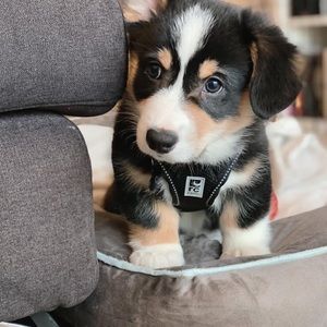 Meet your Posher, Theodore